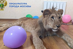 Межрайонная природоохранная прокуратура г. Москвы провела проверку совместно со специалистами Росприроднадзора об использовании животных в культурно-зрелищных целях